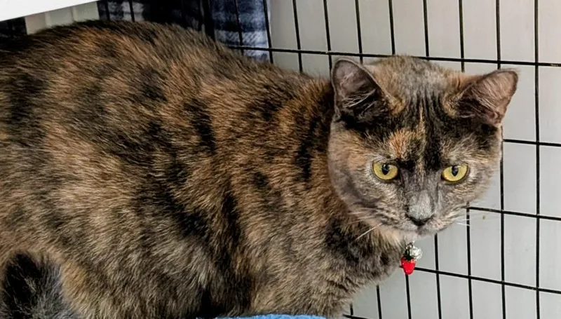A baby large-sized female Domestic Short Hair cat named Brownie for adoption in St. Augustine, FL