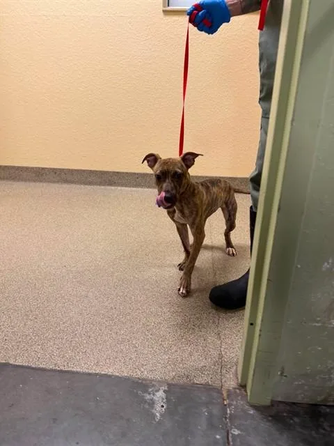 A young small-sized female Terrier dog named Sabrina for adoption in Fort Myers, FL