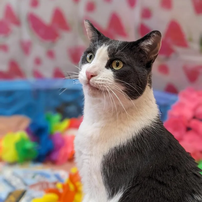 A senior small-sized male Gray / Blue / Silver Domestic Short Hair cat named Diver for adoption in Branford, CT