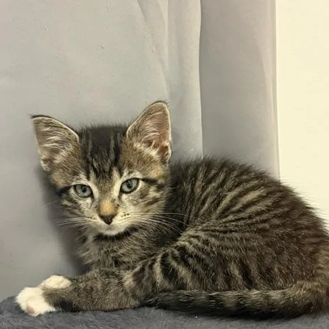 A baby small-sized male Tabby (Brown / Chocolate) Domestic Short Hair cat named Glove Compartment for adoption in Hudsonville, MI