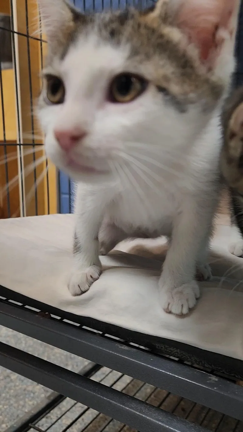 A baby medium-sized male White Domestic Short Hair cat named Sable for adoption in Charleston, SC