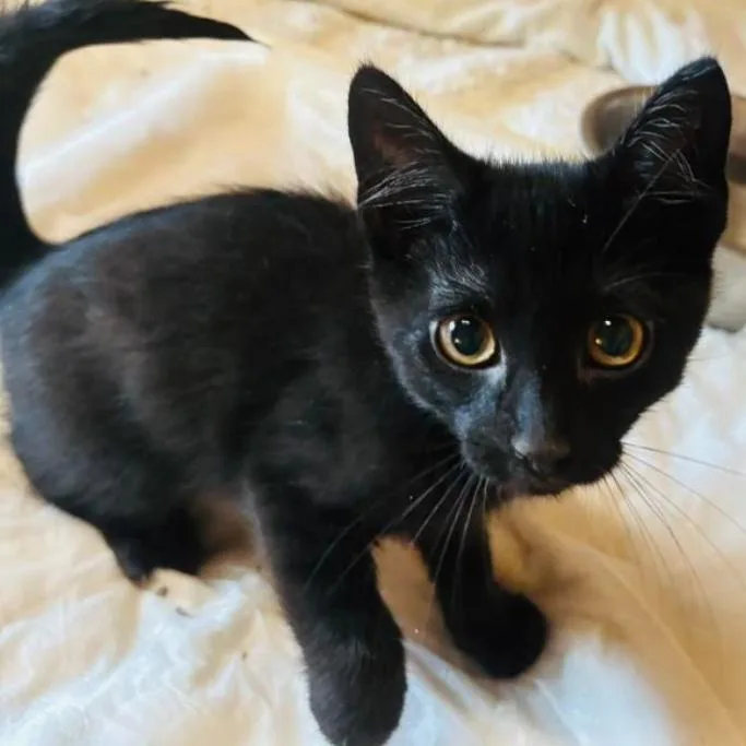 A baby small-sized male Black Domestic Short Hair cat named Boo for adoption in Gordonsville, TN