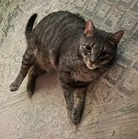 A young medium-sized male Domestic Short Hair cat named Pepper Owner Giving Up for adoption in Clifton, NJ