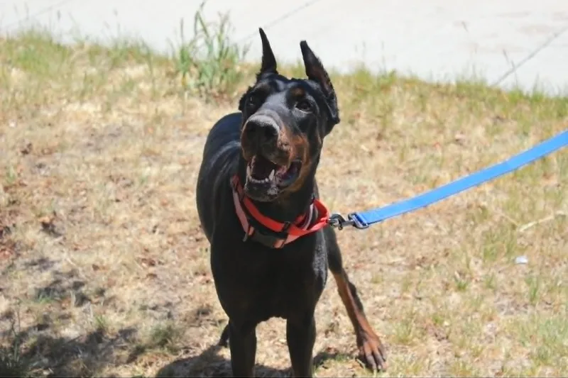An adult large-sized female Doberman Pinscher dog named Heaven for adoption in Denver, CO