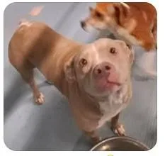 A senior medium-sized female Apricot / Beige Retriever dog named Lola for adoption in Sheboygan, WI