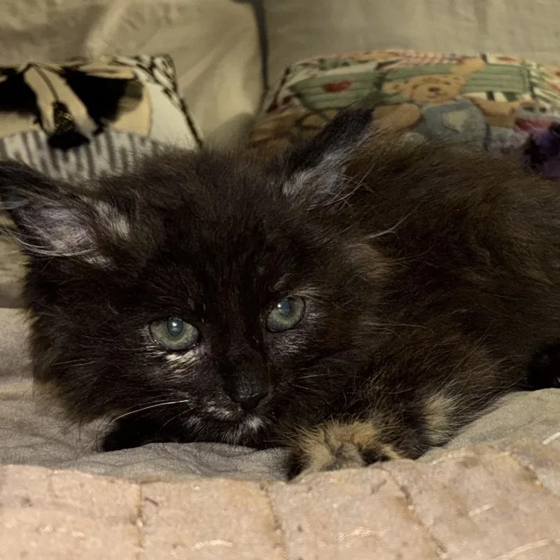 A baby small-sized female Black Domestic Medium Hair cat named Clover for adoption in San Gabriel, CA