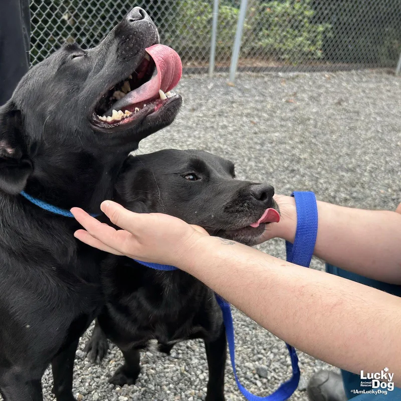 A young large-sized female Labrador Retriever dog named Rizzoli for adoption in Washington, DC