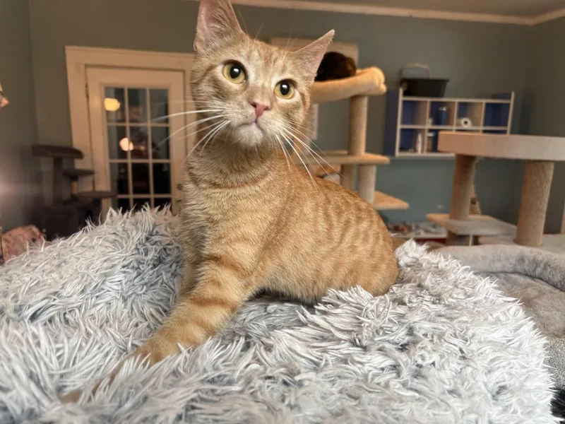 A baby small-sized male American Shorthair cat named Scuttlebug for adoption in El Dorado, AR