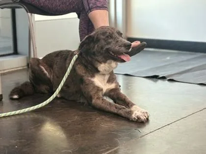 An adult medium-sized female Mixed Breed dog named Gracie for adoption in Memphis, TN
