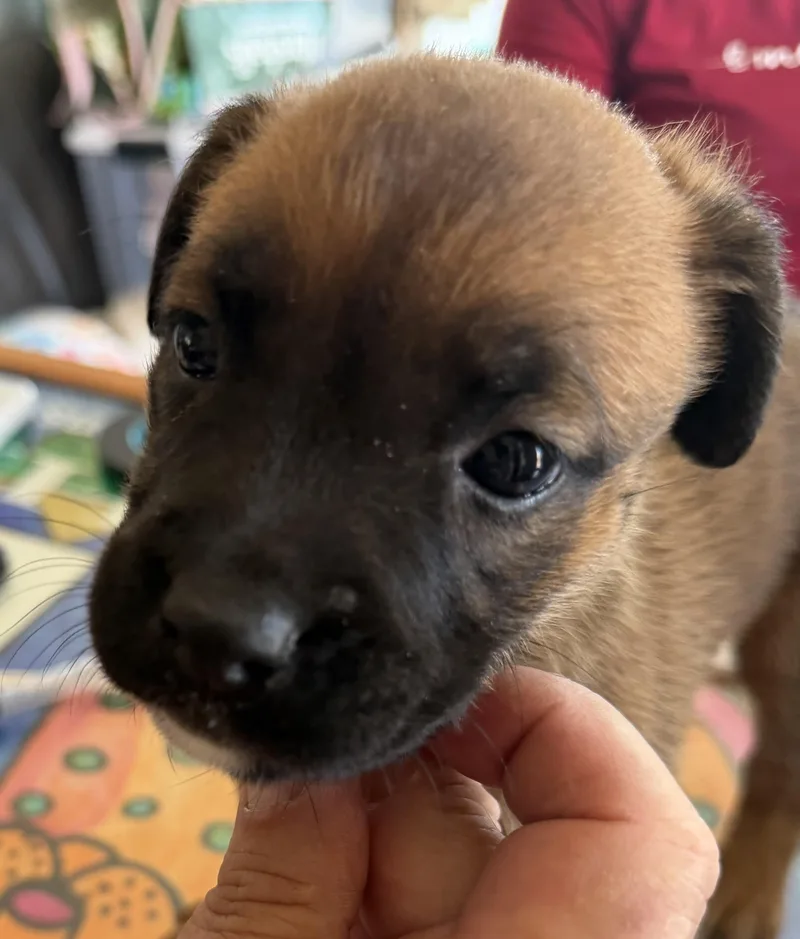 A baby small-sized female Tricolor (Brown, Black, & White) Boxer dog named Panchita for adoption in Deming, NM