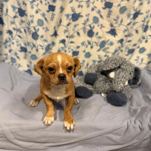 A baby small-sized male Chihuahua dog named Canelo for adoption in Modesto, CA