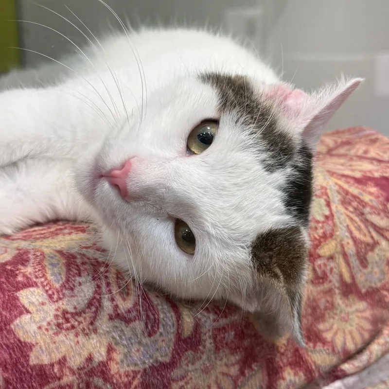 A young medium-sized male White Domestic Short Hair cat named Stewie for adoption in Long Beach, CA