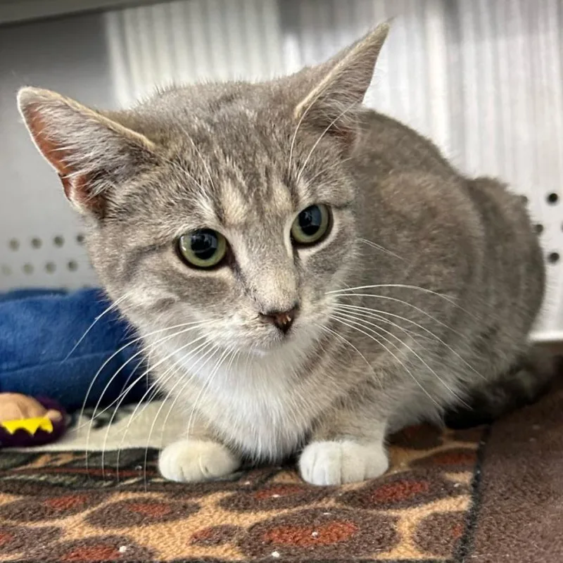 An adult medium-sized female White Domestic Short Hair cat named Mica for adoption in Denver, CO