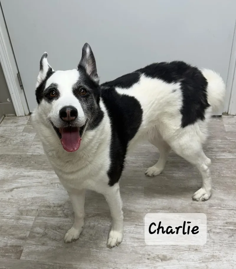 An adult medium-sized male White / Cream Husky dog named Charlie for adoption in Urbana, OH