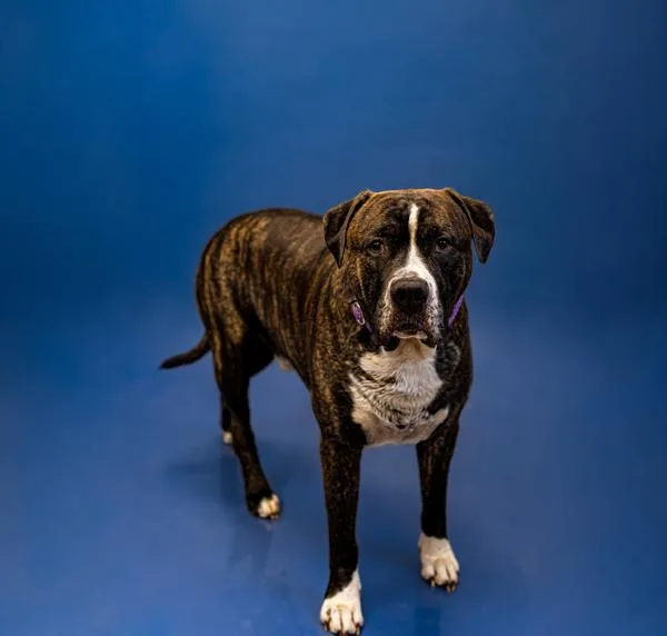 An adult large-sized male Pit Bull Terrier dog named Icc Kong for adoption in Lawrenceville, GA