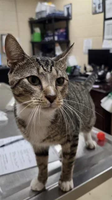 A young small-sized male Domestic Short Hair cat named Big Tuna for adoption in Aliquippa, PA