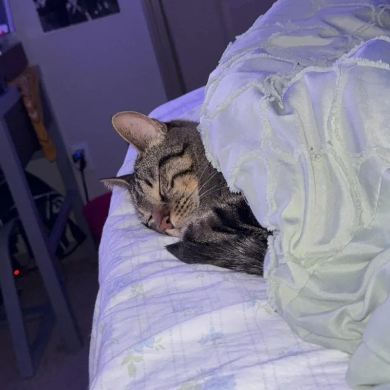 Samwise Gamgee thumbnail 2