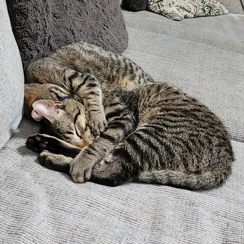 Samwise Gamgee thumbnail 3