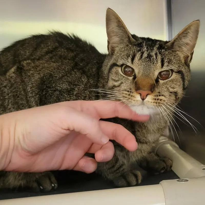 Samwise Gamgee thumbnail 4