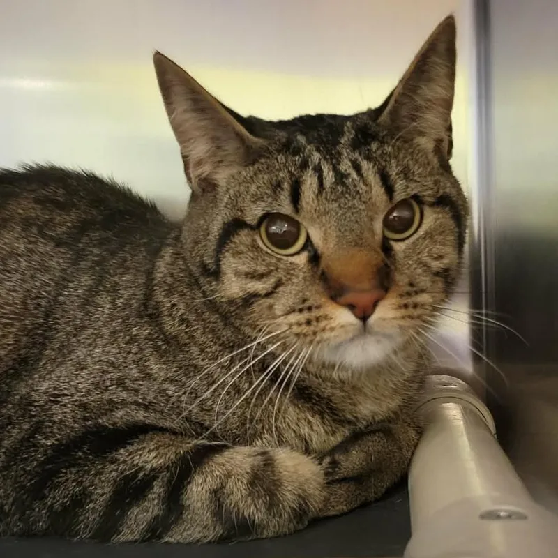 Samwise Gamgee thumbnail 5