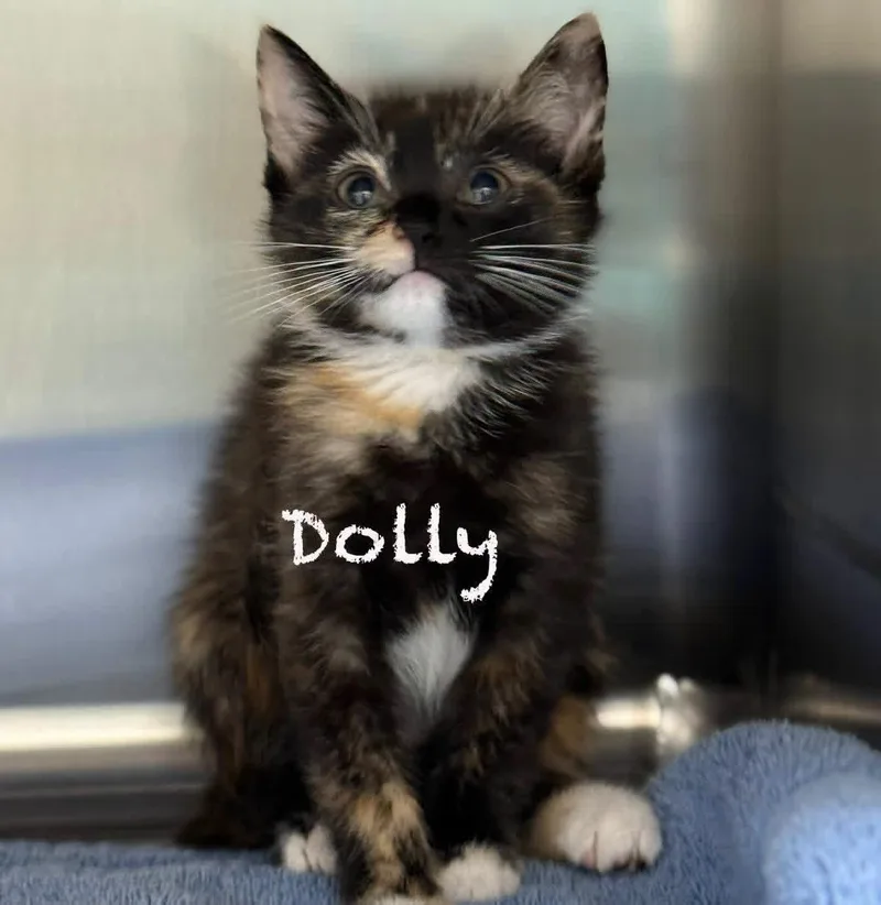 A baby medium-sized female Tortoiseshell Domestic Short Hair cat named Dolly for adoption in Pawleys Island, SC