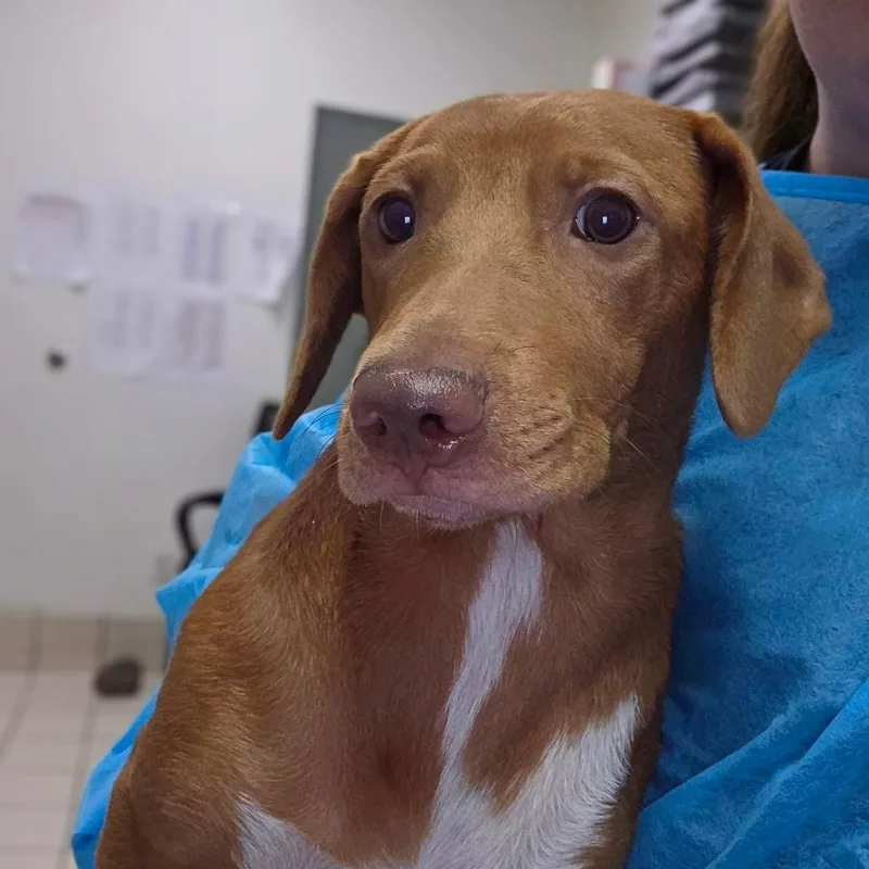A young medium-sized female Brown / Chocolate Mixed Breed dog named Bizzarre for adoption in Charleston, WV