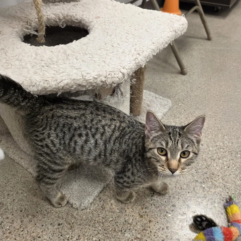 A baby medium-sized female Tabby (Brown / Chocolate) Domestic Short Hair cat named Alex for adoption in Minden, NE