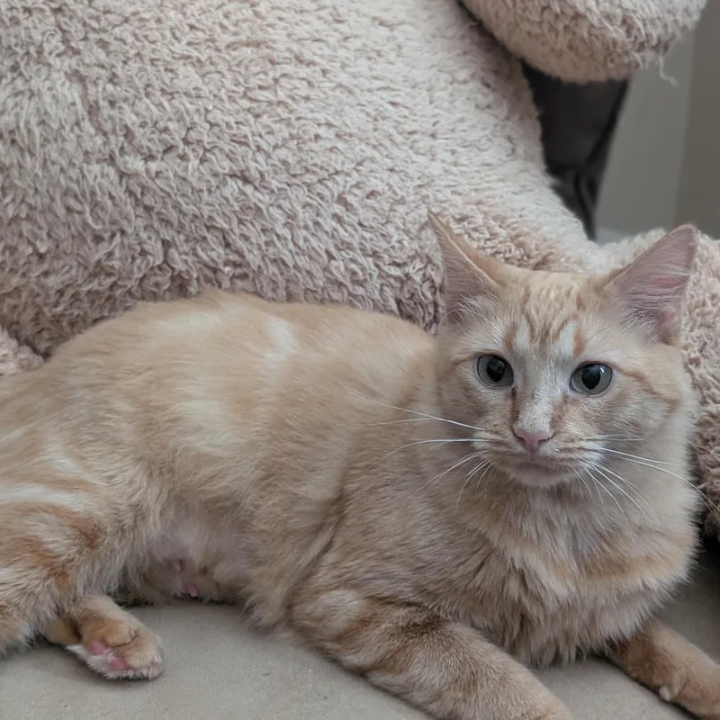 A young medium-sized female American Shorthair cat named Gale for adoption in Houston, TX