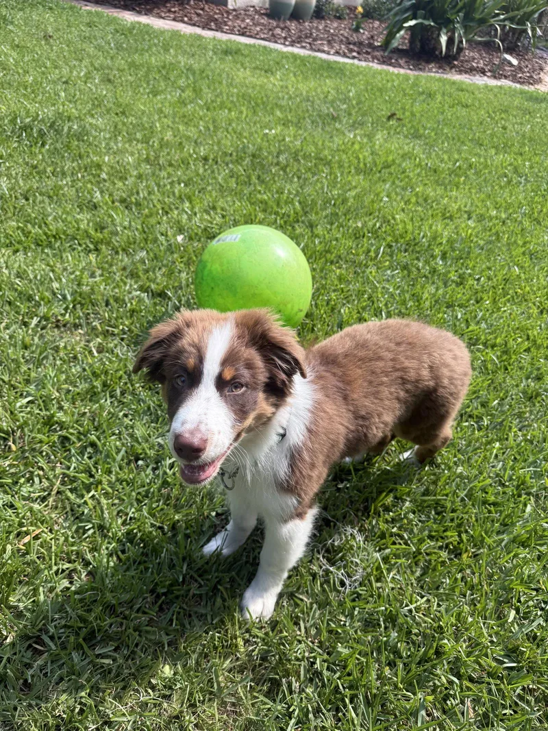 A baby medium-sized male Australian Shepherd dog named Ronnie for adoption in Valrico, FL