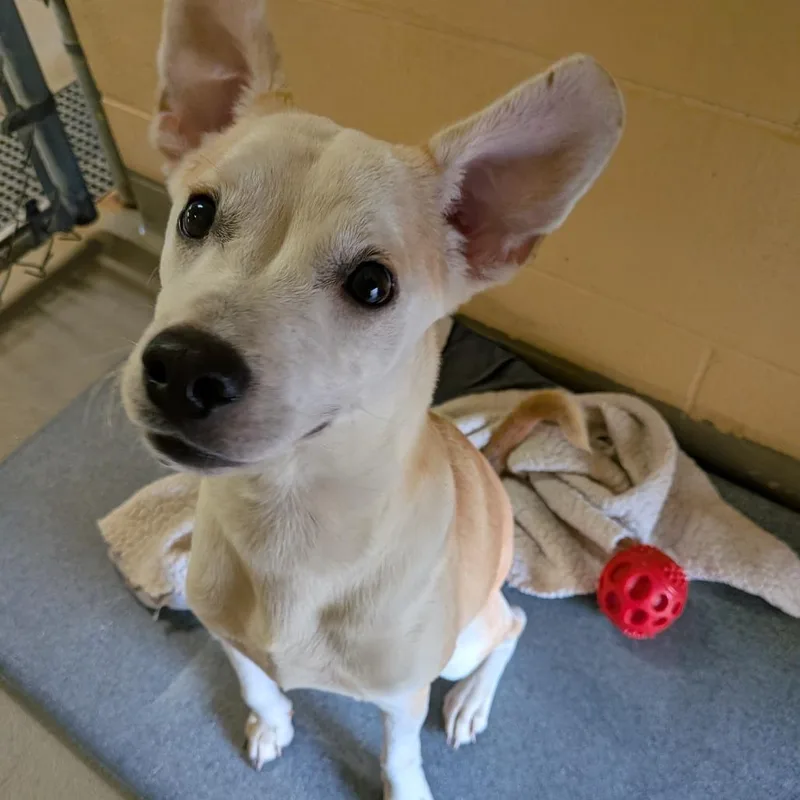 A baby small-sized male Yellow / Tan / Blond / Fawn Terrier dog named Ozzie for adoption in Fairfax Station, VA