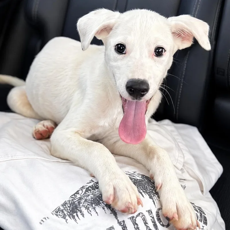 A baby medium-sized male White / Cream Mixed Breed dog named Edison for adoption in Cranston, RI