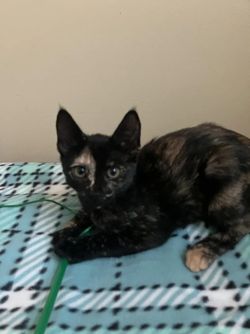 Biscotti And Hazelnut