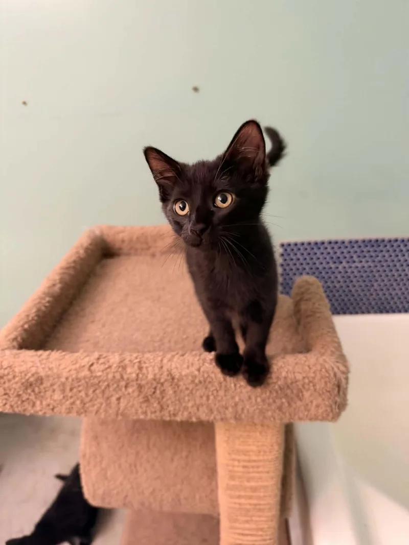 A baby medium-sized female Black Domestic Short Hair cat named Remi for adoption in Cincinnati, OH