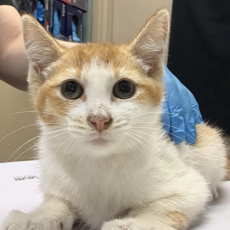 A baby small-sized female Orange / Red Domestic Medium Hair cat named Green Day for adoption in Tacoma, WA