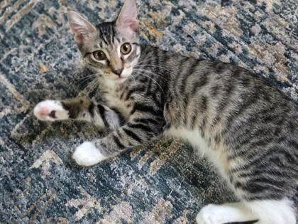 A baby medium-sized male Domestic Short Hair cat named Time for adoption in Savannah, GA