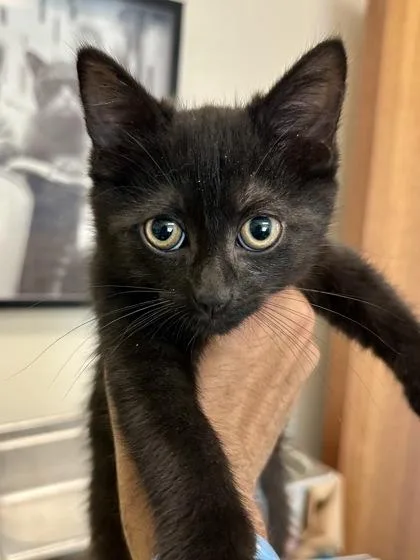 A baby medium-sized female Black Domestic Short Hair cat named Martha for adoption in Wichita, KS