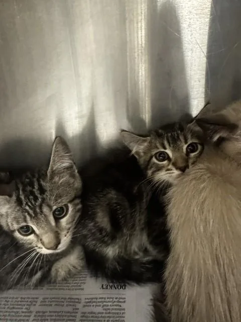 A baby small-sized male Domestic Short Hair cat named Biggie for adoption in Van Nuys, CA