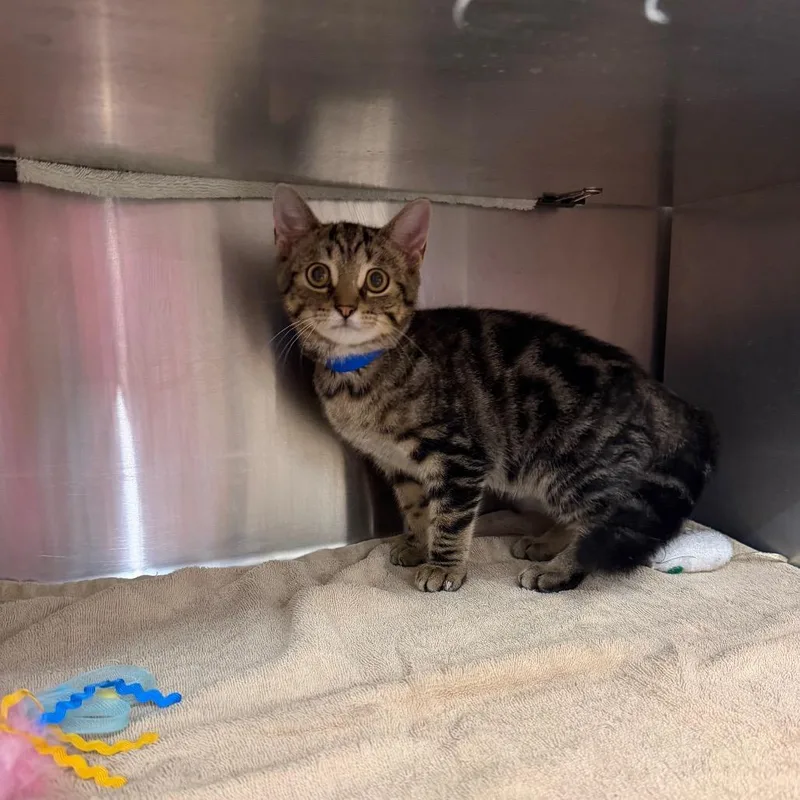A baby small-sized male Brown / Chocolate Domestic Short Hair cat named Pichu for adoption in Hamburg, NY