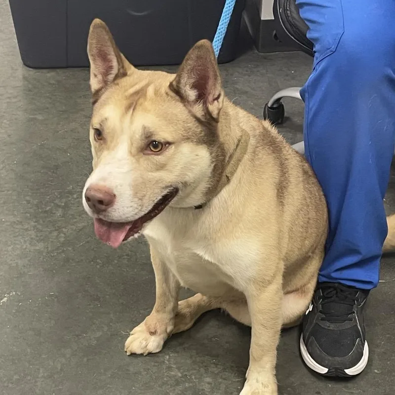 An adult large-sized male Yellow / Tan / Blond / Fawn Mixed Breed dog named Butters for adoption in Dickinson, TX