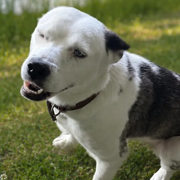 An adult medium-sized female White / Cream Siberian Husky dog named Wex for adoption in East Saint Louis, IL