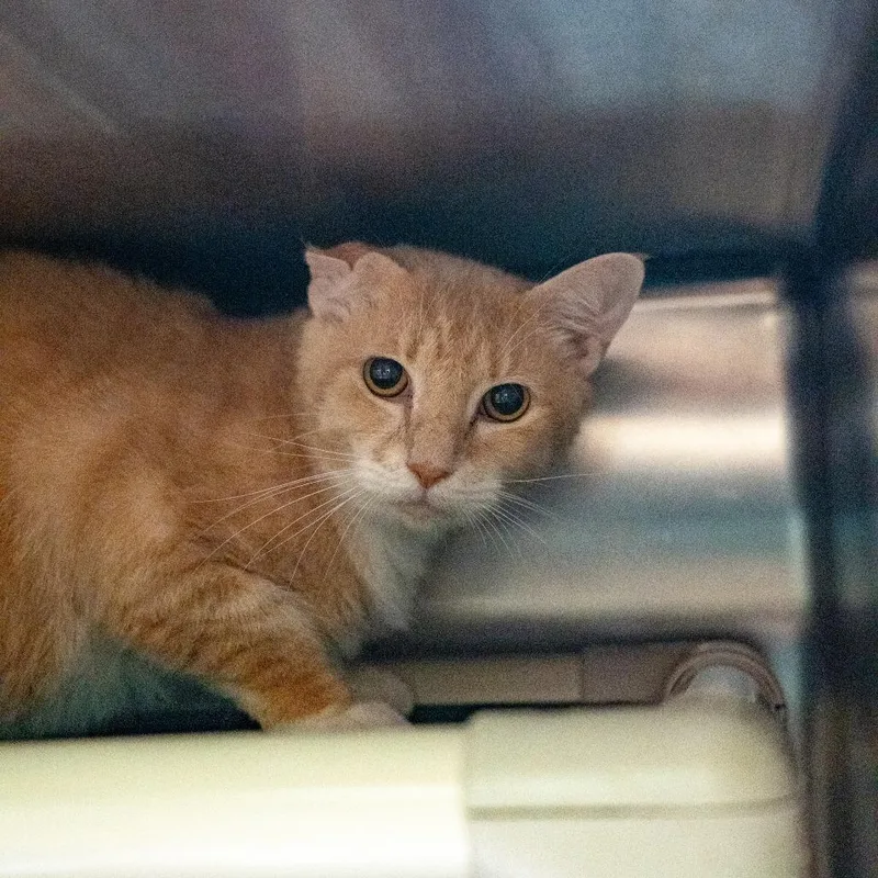 An adult large-sized male Orange / Red Domestic Short Hair cat named Jim for adoption in Gainesville, GA