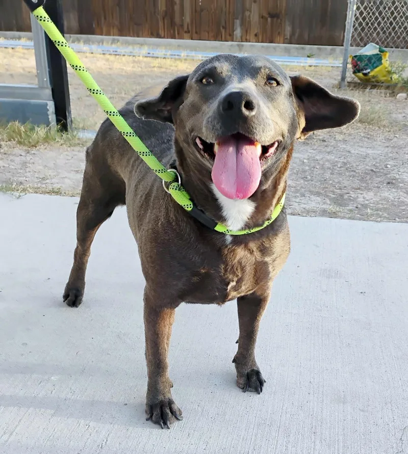 An adult medium-sized female Gray / Blue / Silver Labrador Retriever dog named Sky for adoption in Southport, CT