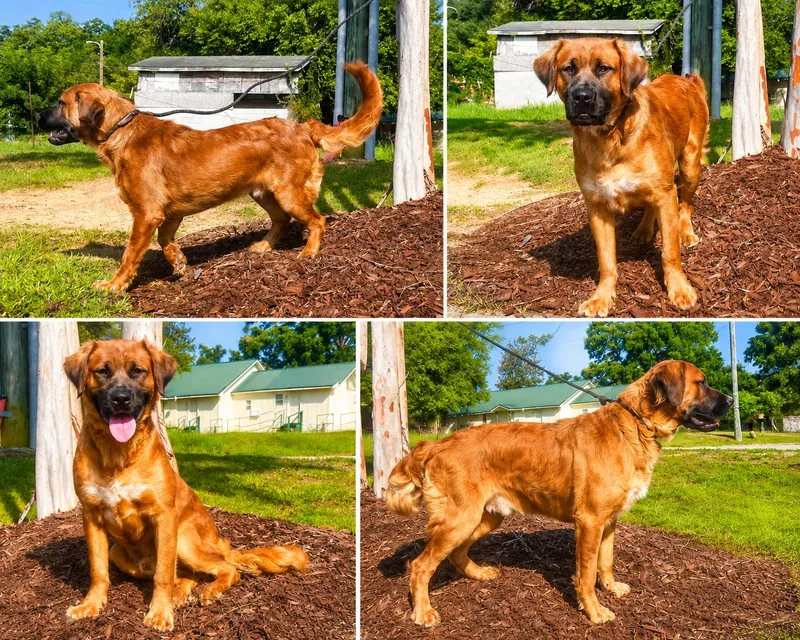BooBoo