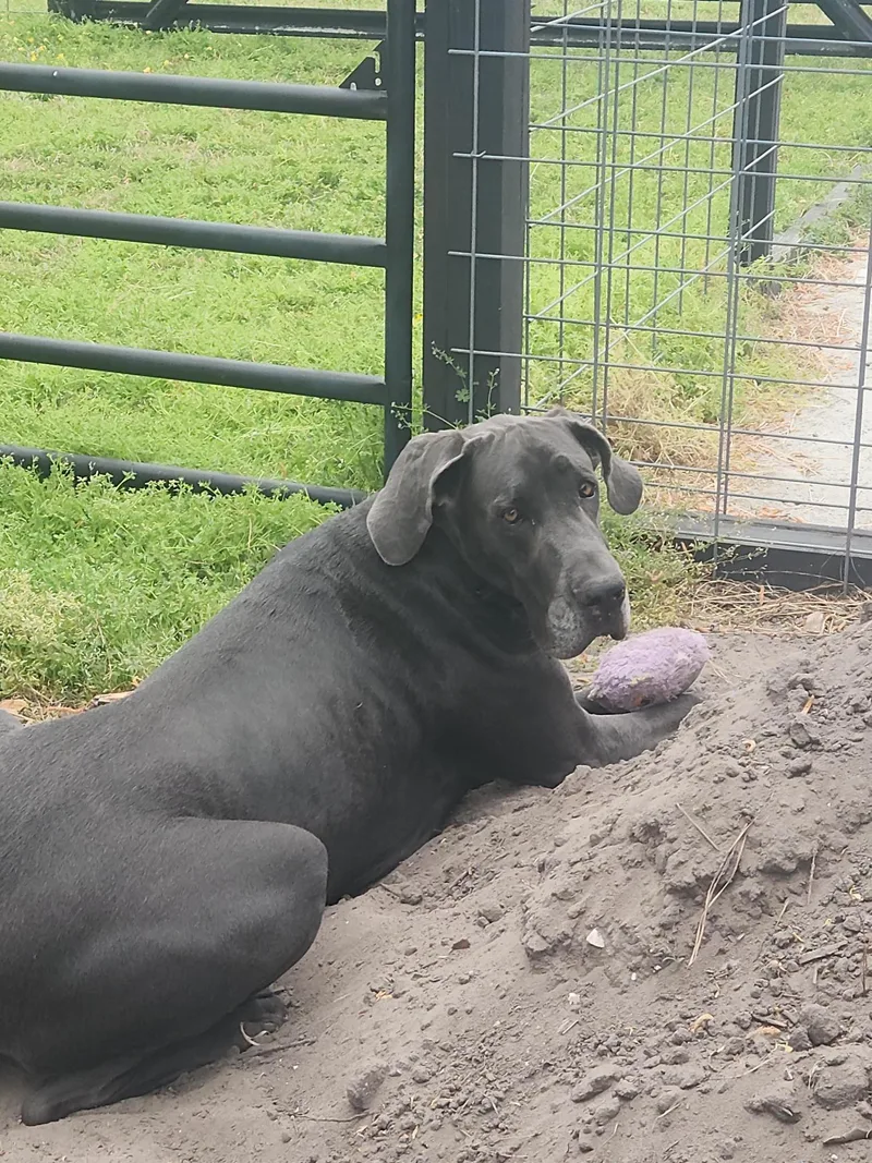 Buddy  Courtesy Listing thumbnail 2