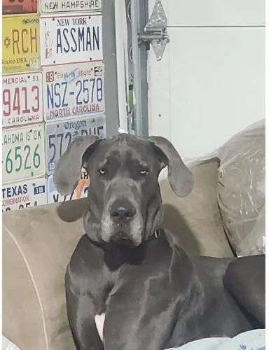 A young extra large-sized male Great Dane dog named Buddy  Courtesy Listing for adoption in Pine Beach, NJ