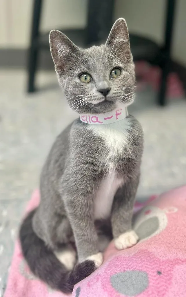 A baby large-sized female Gray & White Domestic Short Hair cat named Dontatella for adoption in New Philadelphia, OH