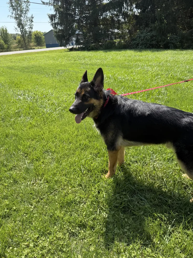 An adult large-sized male German Shepherd Dog dog named Kiser for adoption in Upper Sandusky, OH