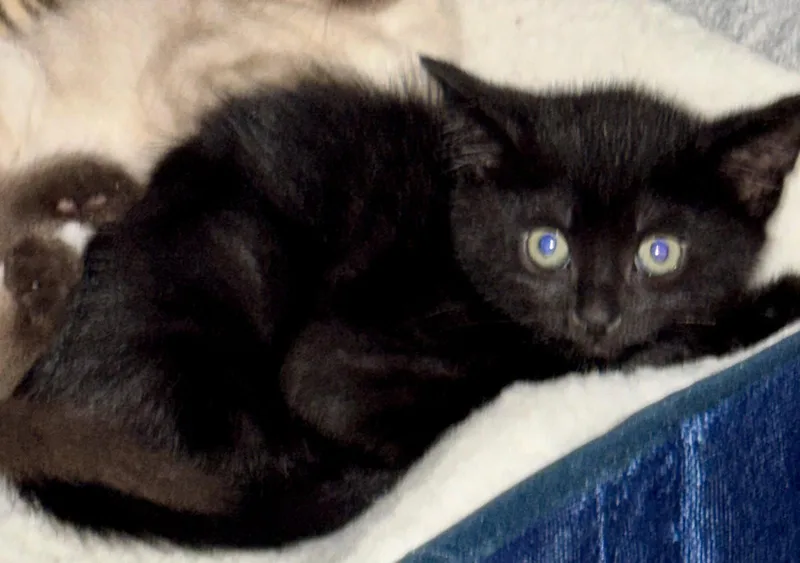 A baby medium-sized female Black & White / Tuxedo Domestic Short Hair cat named Licorice Ice for adoption in Broomall, PA