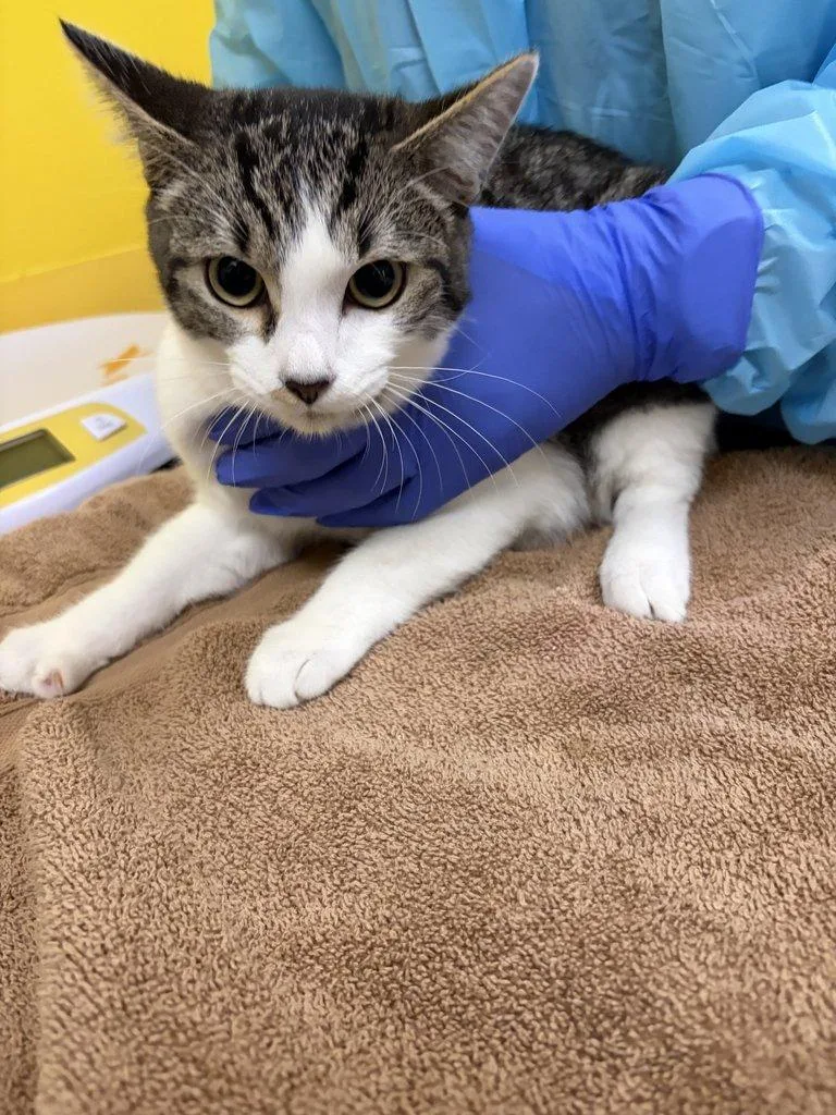 A baby small-sized male Tabby (Brown / Chocolate) Domestic Short Hair cat named Bert for adoption in Raleigh, NC