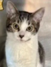 Bert thumbnail 2
